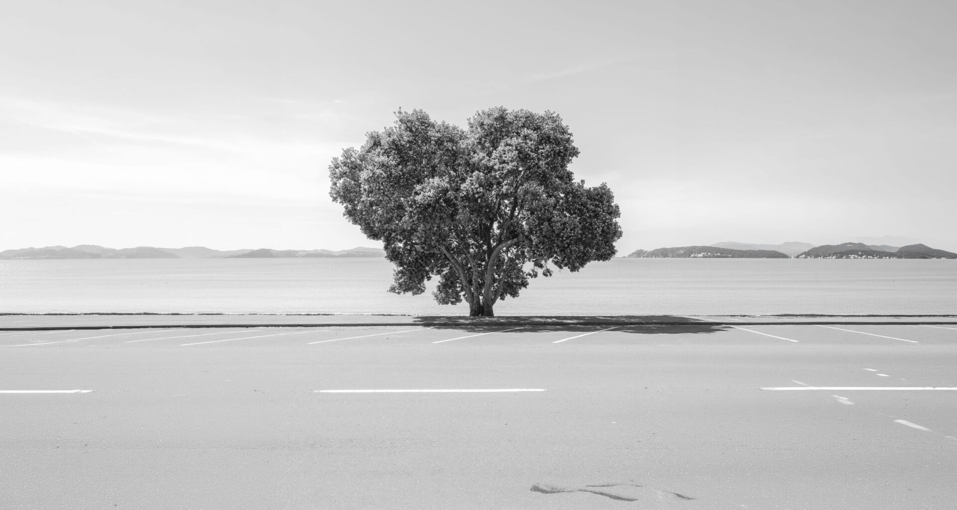 I spent five years photographing lone trees around the world in the same way and was surprised by what I discovered