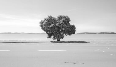 I spent five years photographing lone trees around the world in the same way and was surprised by what I discovered
