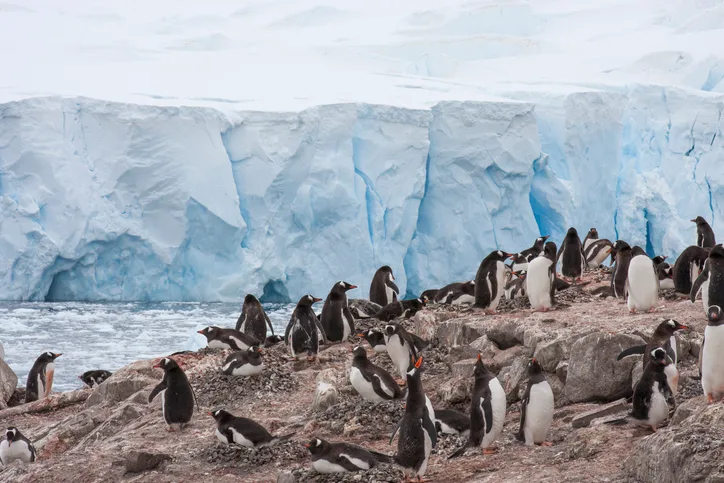 gentoo penguin nesting ground in Antarctica