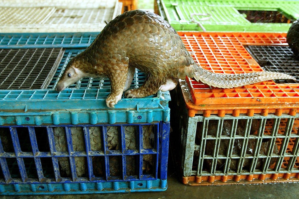 Malaysian resort owners face jail and fine over ‘exotic’ pangolin menu for tourists