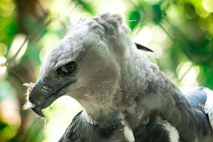 Close up of a harpy eagle