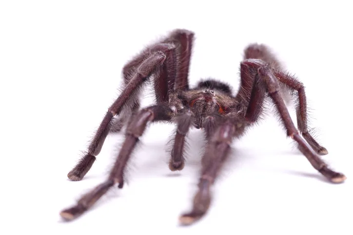 The Purple Pinktoe Tarantula