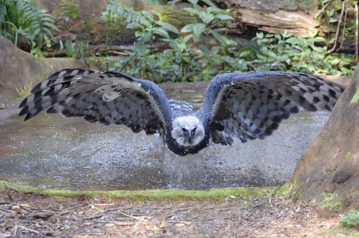 Harpy eagle bathing in pond