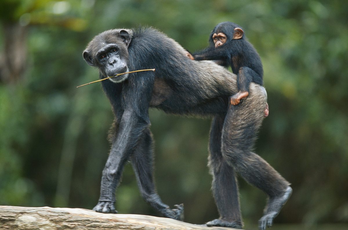 Can chimpanzees and other great apes breed with monkeys?