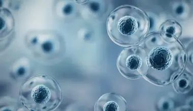 stem cell