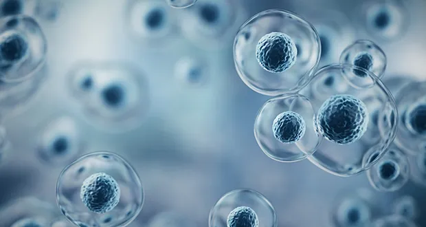 stem cell
