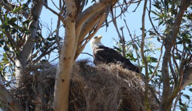 A New Egg for Famous Bald Eagle Couple
