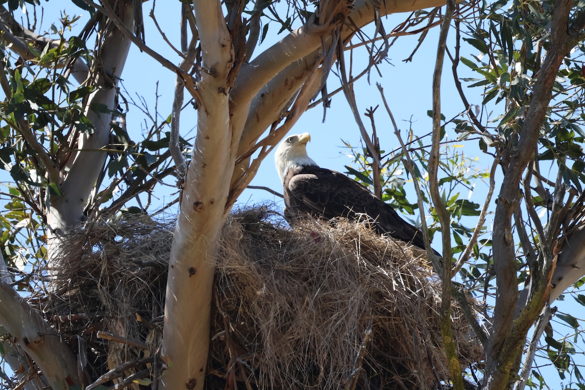 A New Egg for Famous Bald Eagle Couple
