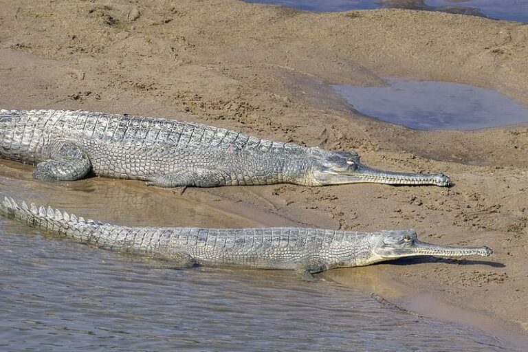A gharial female and juvenile in Bardiya National Park, Nepal. Captive-raised gharials frequently exhibit atypical behaviour, such as approaching humans for food, say experts, compared to those raised in the wild. Image by Charles J. Sharp via Wikimedia Commons (CC BY-SA 4.0).