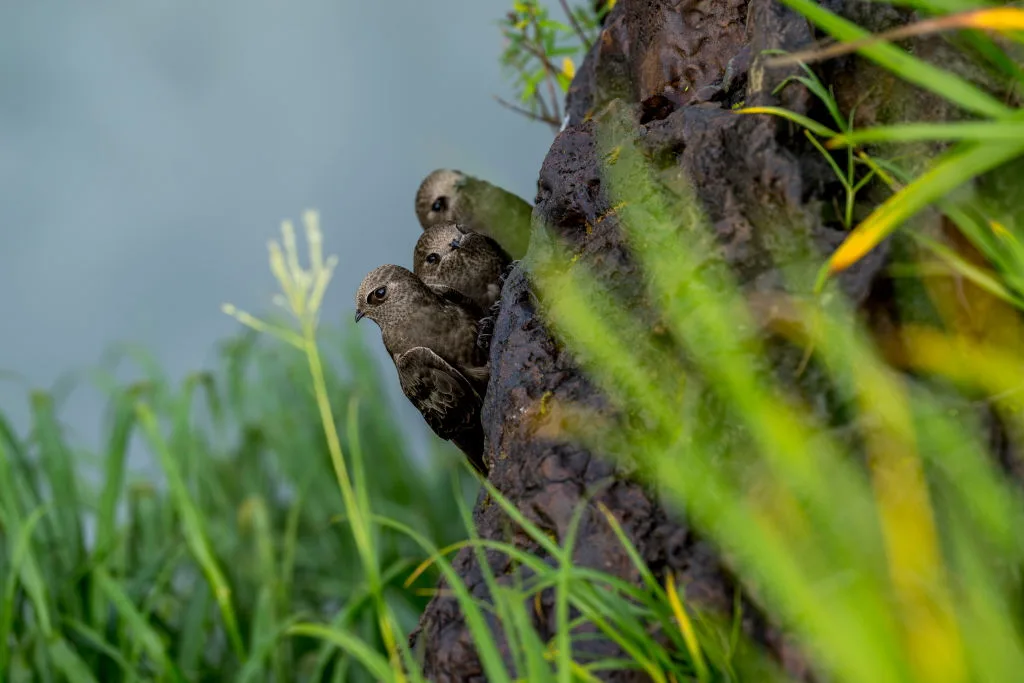 Great dusky swifts