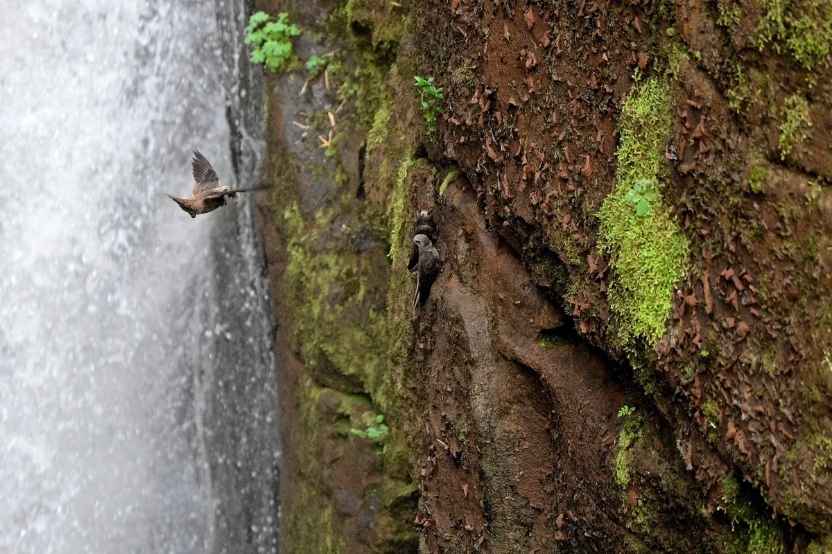 Great dusky swifts on cliff