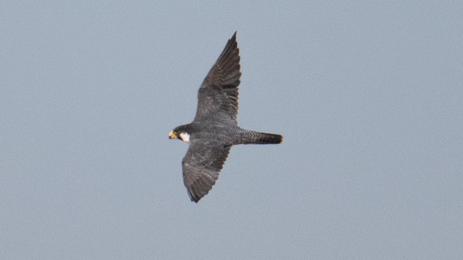 The Siberian peregrine falcon captured on camera while in flight.
