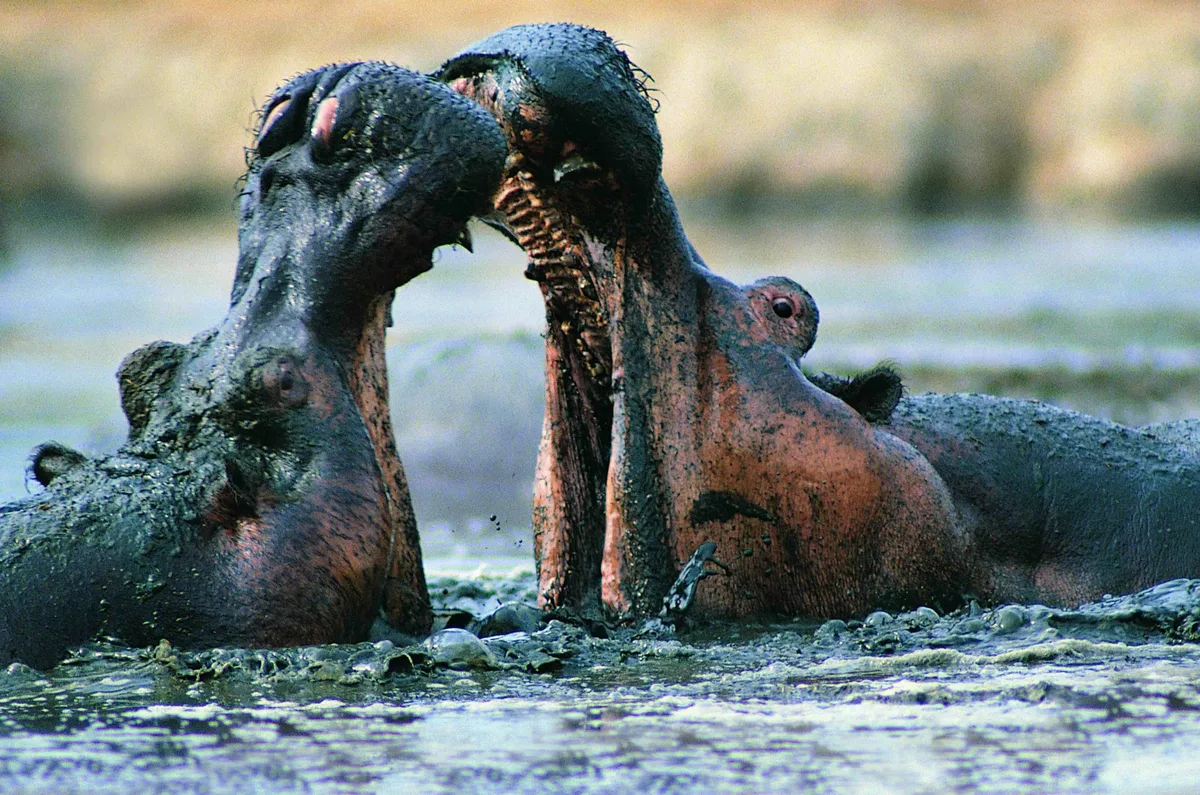 Hippos fighting