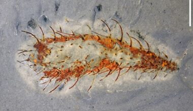 A long teardrop-shaped fossil with reddish outlines and dozens of thin hairs on its sides in gray rock.