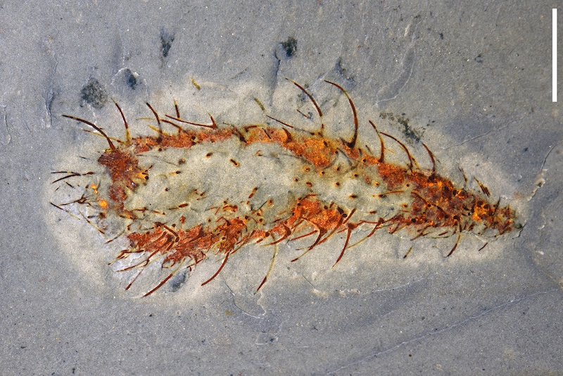 A long teardrop-shaped fossil with reddish outlines and dozens of thin hairs on its sides in gray rock.