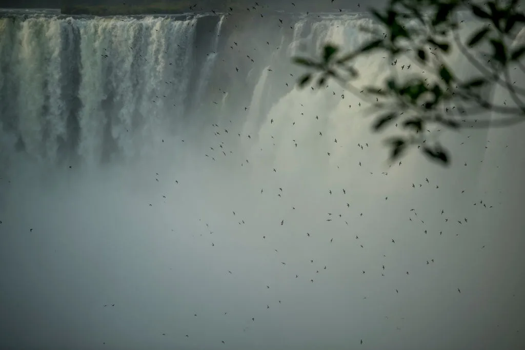 Hundreds of great dusky swifts
