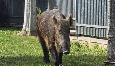 'Oh my God, how did it get here?': Wild boar sparks panic in Yavne