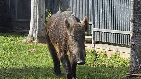 'Oh my God, how did it get here?': Wild boar sparks panic in Yavne