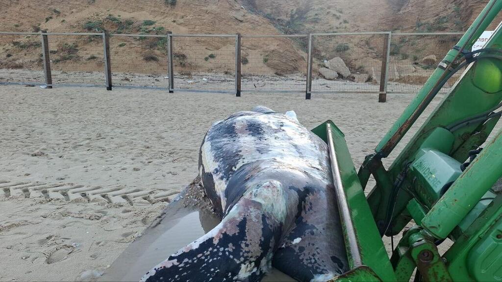 Entangled in fishing equipment (Photo: Herzliya municipality) הצב הסתבך בציוד של דייגים