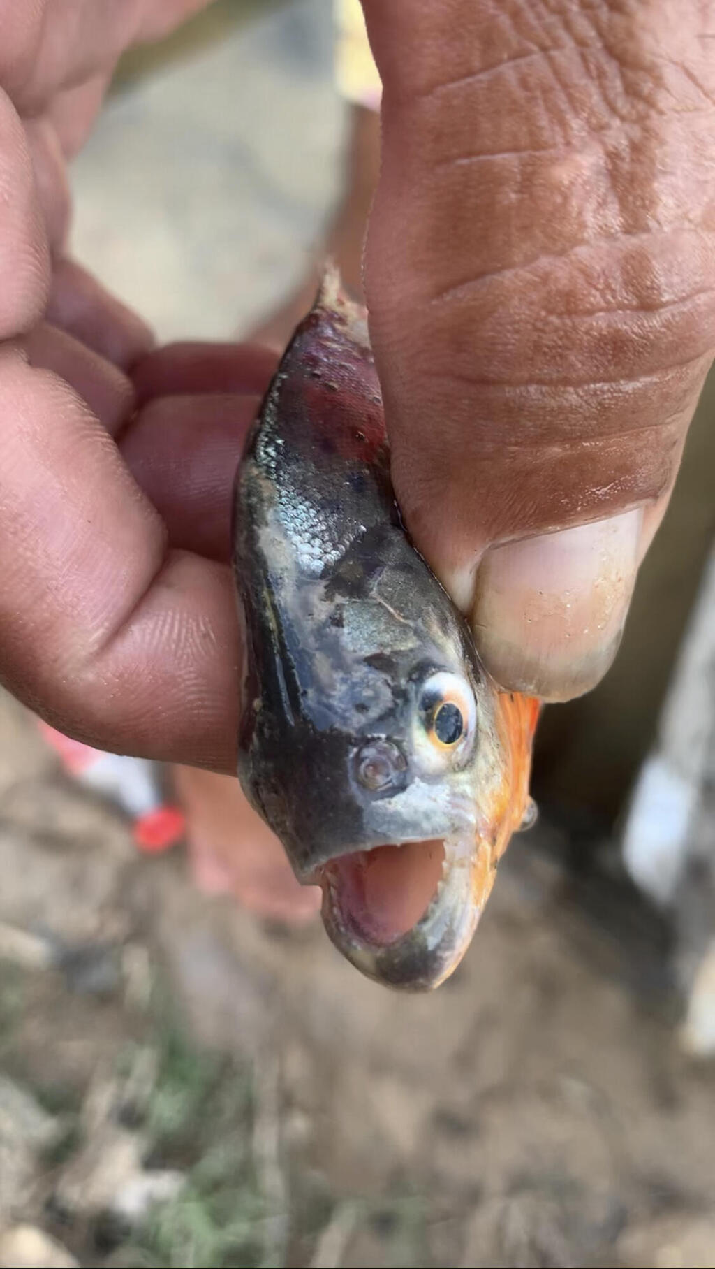 A piranha (Photo: Guy Steinbruch) דג פיראנה