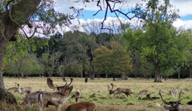 Invasive species take hold as action lags legislation – The Irish Times