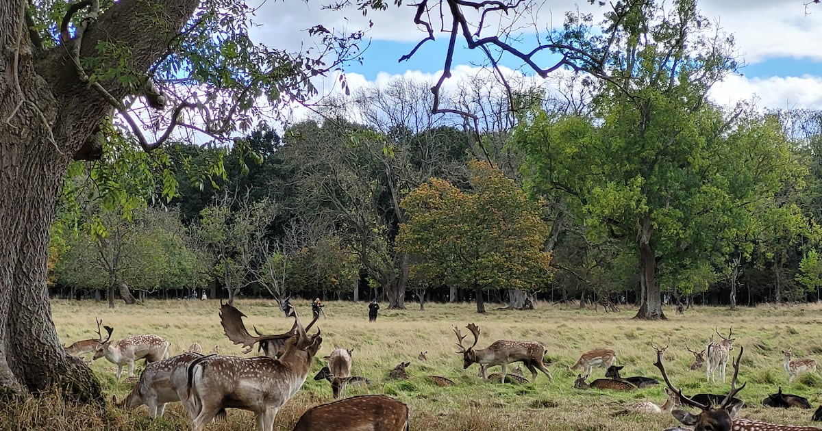 Invasive species take hold as action lags legislation – The Irish Times