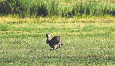 Judge warns young man for illegal hunting on Limerick farmer's land