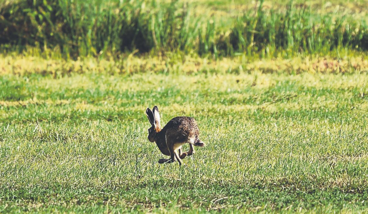 Judge warns young man for illegal hunting on Limerick farmer's land