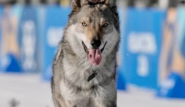 How A Wolfdog Stole The Hearts Of Millions At The 2026 Winter Olympics In Italy