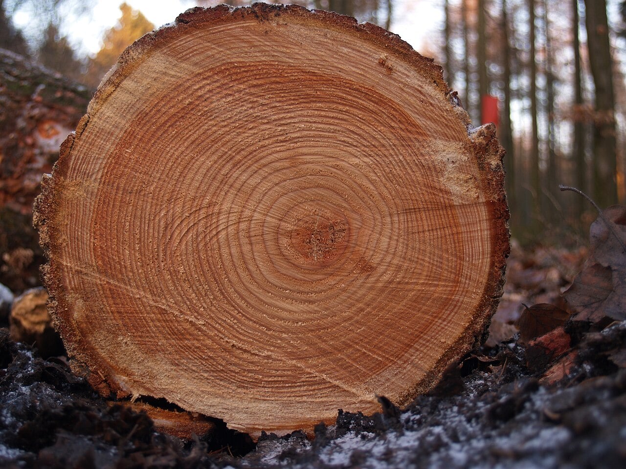 Tree rings seen in a cross section of a trunk of a tree (Credit : Arnoldius)