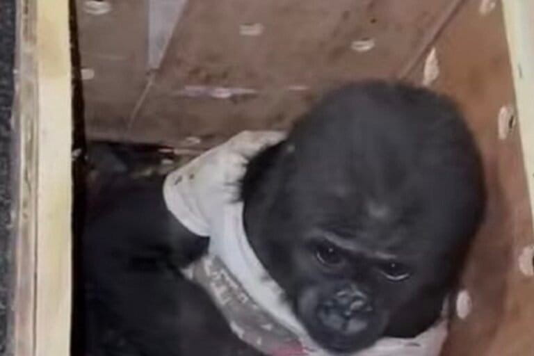 A screengrab of a reel posted by the Turkish Ministry on Facebook after Zeytin was rescued and rehabilitated in a zoo.