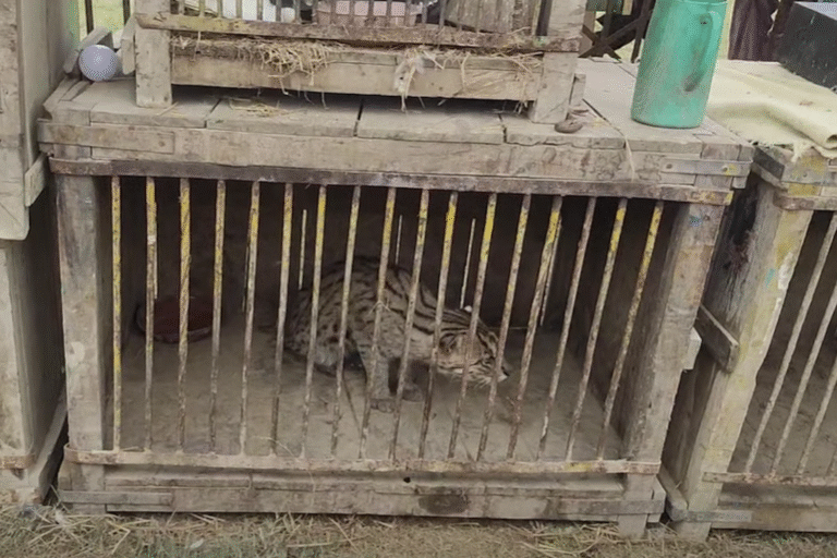 A captive fishing cat in Mirpurkhaas, Pakistan. Small wild cats are openly sold in markets in Karachi, Pakistan, says Zafeer Ahmed Sheikh, director of the Indus Fishing Cat Project. His team has observed fishing cats, jungle cats, leopard cats and a Pallas’ cat for sale in markets and online in recent years.
