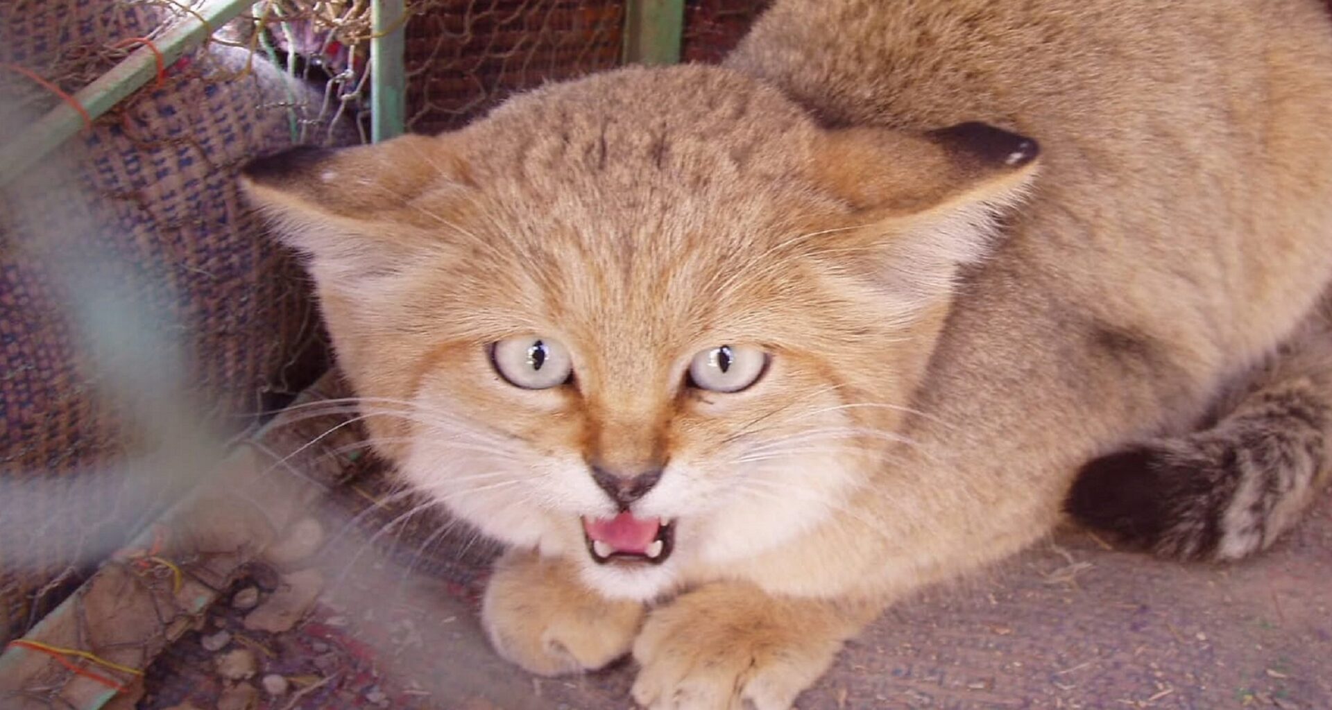 Big cats get the press, but small wildcats are being poached and trafficked in silence