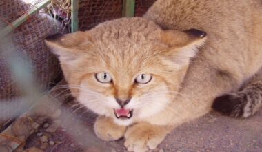 Big cats get the press, but small wildcats are being poached and trafficked in silence