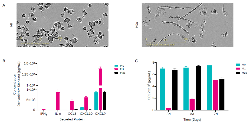 M1 Macrophage Polarization Induces Inflammatory Secreted Protein Release. Representative images on Day 7 of macrophage morphology following polarization to an M1 or M2a phenotype. B) Concentrations of 5 out of the 7 secreted proteins shown for each macrophage phenotype on Day 7. C) Temporal profile of CCL2 (MCP-1) concentrations for each macrophage phenotype. Data presented as mean + SEM, n = 3 replicates