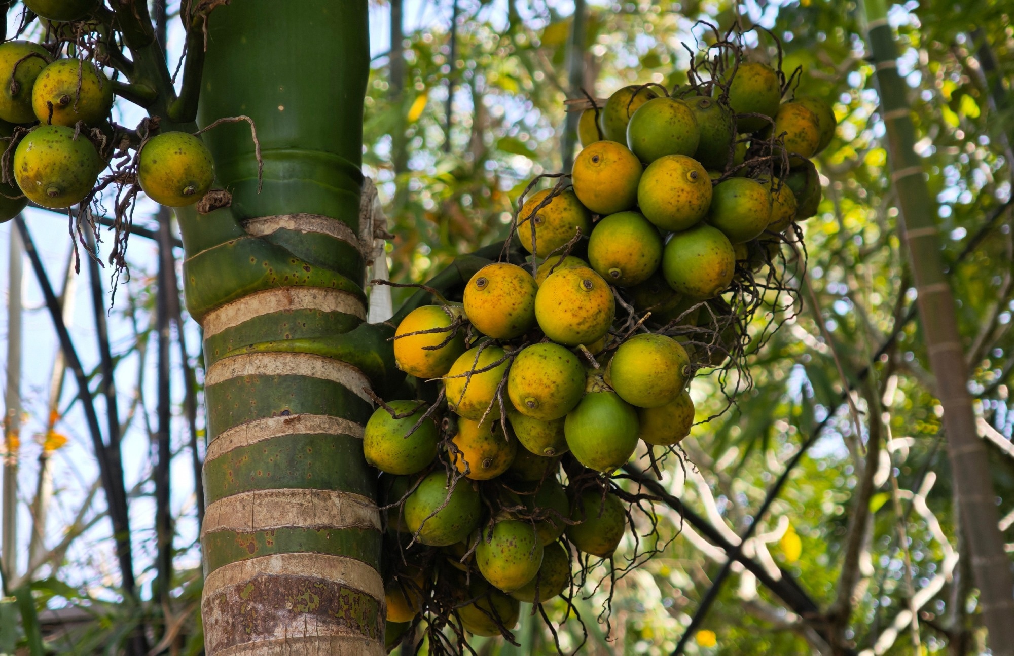 The areca nut or betel nut is the fruit of the areca palm (Areca catechu). Image Credit: Aimmi / Shutterstock