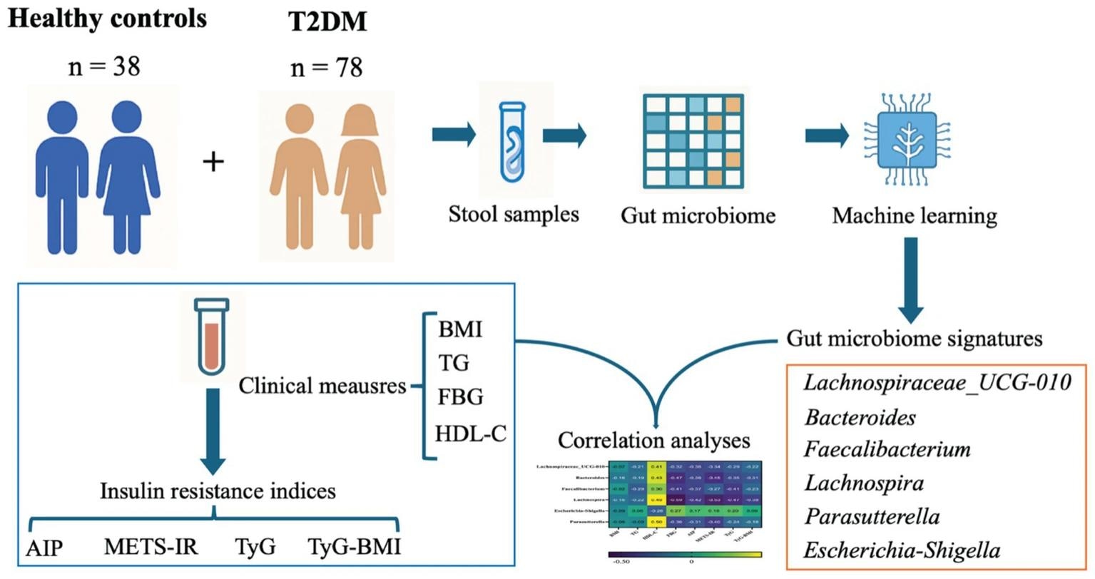 Graphical abstract. Machine-learning-based identification of gut microbiome taxa associated with insulin resistance (IR) in type 2 diabetes. A cohort of healthy controls and T2DM participants provided stool samples for gut microbiome profiling. In parallel, clinical measurements including BMI, TG, FBG, and HDL-C were collected and used to derive IR indices including AIP, METS-IR, TyG, and TyG-BMI, to capture complementary dimensions of glucose-lipid dysregulation. Microbiome features were then selected using a machine learning framework, yielding a set of IR-related microbial features. Finally, correlation analyses integrated the selected taxa with clinical and IR indices to nominate microbial features potentially relevant to IR modulation.
