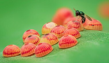Photo of Parastic Wasp Preying on Butterfly Eggs Wins Entomological Society Competition