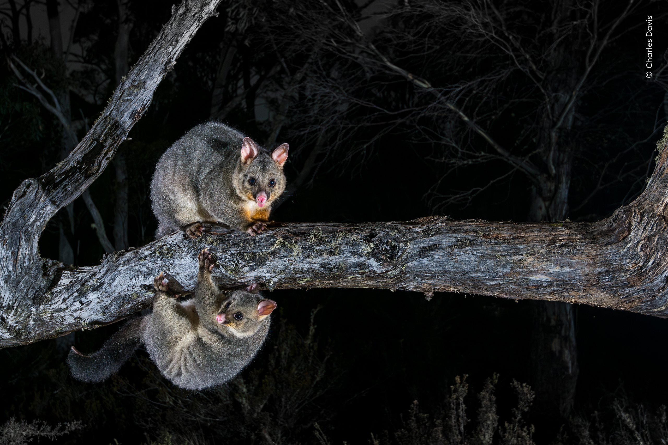 A brushtail possum joey and its mother climb along a branch.