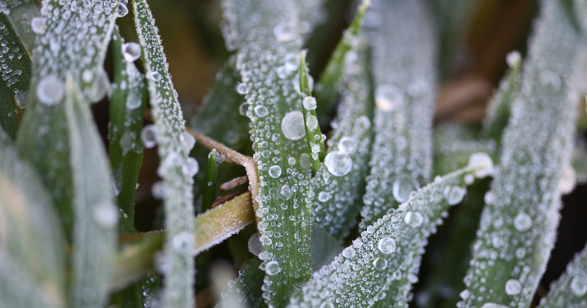 Met Éireann issues new snow, rain and wind warnings for several counties for coming days – The Irish Times