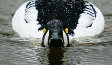 Third of Ireland’s wintering waterbirds vanish in just 30 years – The Irish Times
