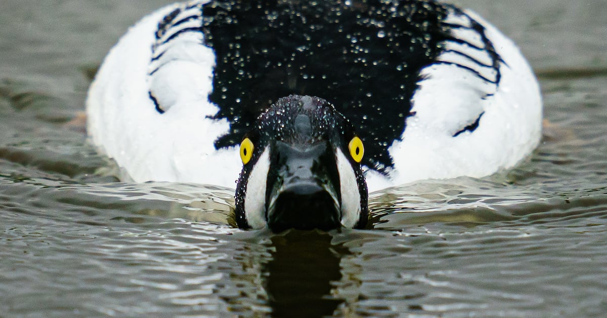 Third of Ireland’s wintering waterbirds vanish in just 30 years – The Irish Times