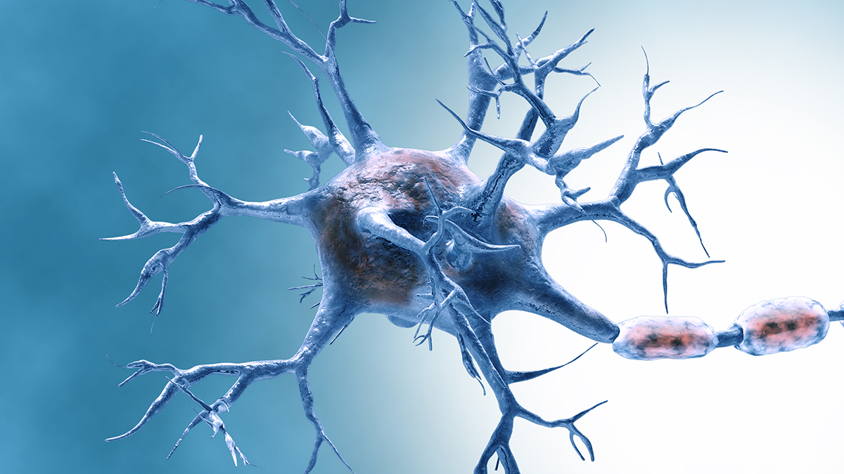 Scientists Have Discovered a Protein That Reverses Brain Aging in The Lab : ScienceAlert