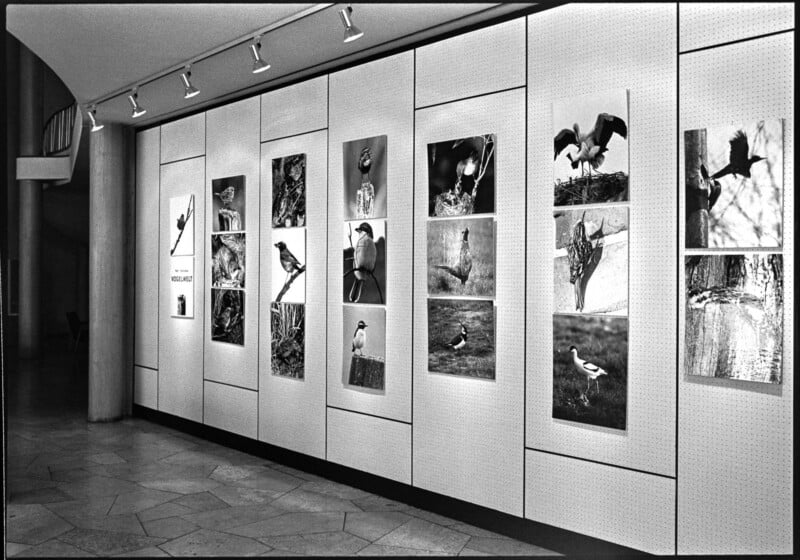 A gallery wall displays framed photographs of various birds in nature, mounted in a row under ceiling spotlights on a tiled floor.