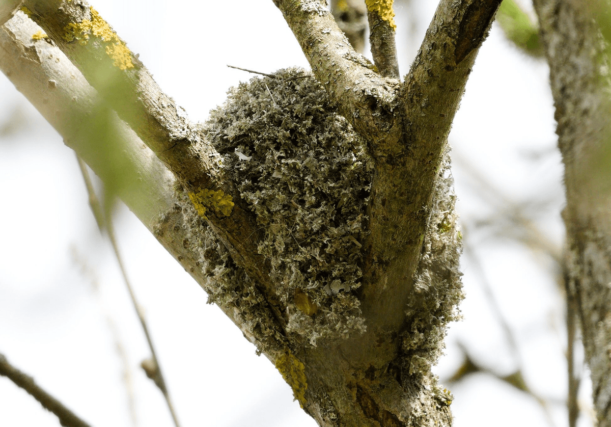 Long-tailed tit nest