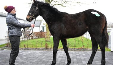 Yearling Son Of Santiago Tops Tattersalls Ireland's Winter Sale