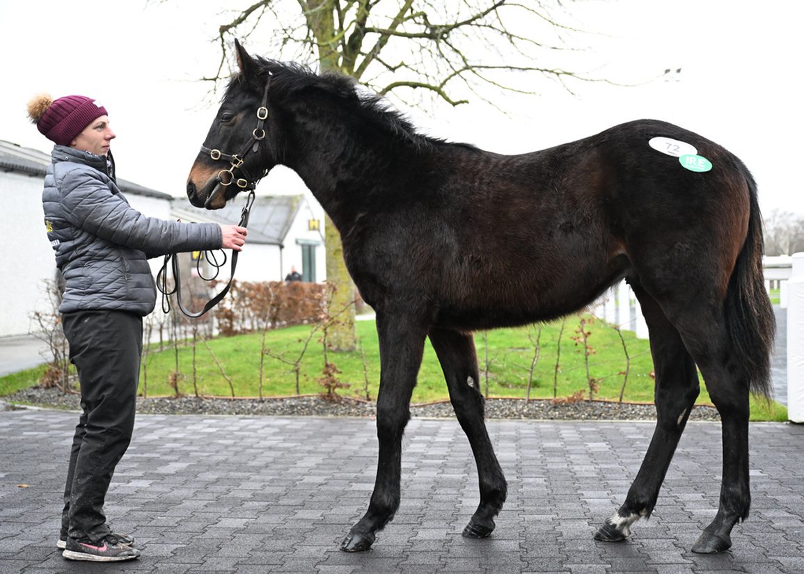 Yearling Son Of Santiago Tops Tattersalls Ireland's Winter Sale