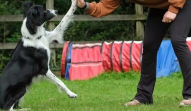 Puppy dumped in Tesco bag makes it to Crufts as Ireland’s star agility dog – The Irish Times