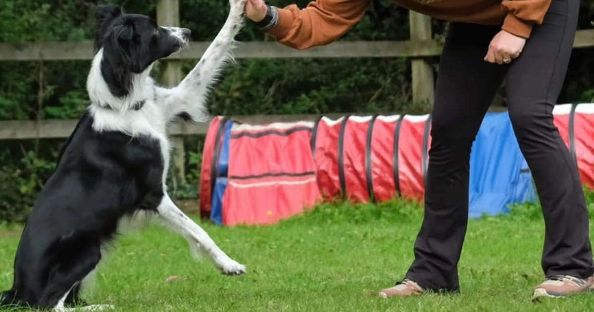 Puppy dumped in Tesco bag makes it to Crufts as Ireland’s star agility dog – The Irish Times