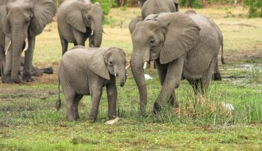 US Zoo Celebrates First Asian Elephant Birth in over Two Decades